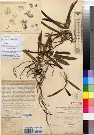 Image result for Rhipidoglossum arbonnieri