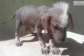 Breed:xoloitzcuintli age:n/a gender:n/a ready date:n/a our xolos come from world champion bloodlines with three generation pedigrees registered in both. Xoloitzcuintli Where To Buy