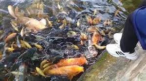 Telaga ini berada pada perbatasan desa telaga air yang jernih itulah arti dari nama telaga herang sendiri. Telaga Herang Majalengka Youtube