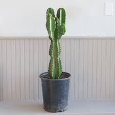 Image result for Euphorbia ingens