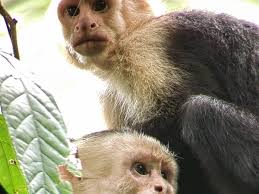 Steve Tours Costa Rica (2025)