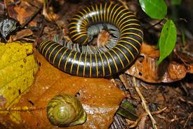 Image result for Aneulophus congoensis