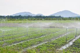 Plant care, crop and fruit, grapes, vegetables malay. Daripada Wartawan Sukan Kepada Petani Muda Berjaya Buletin Mutiara