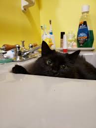 kitty's new sink bed. album on imgur