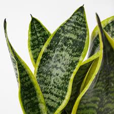 Image result for Sansevieria trifasciata
