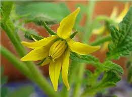 The style is the long stalk extending from ovary to the stigma; My Tomato Plants Grow Green And Bushy And Are Covered In Blooms But The Flowers Just Fall Off And Die Why Won T They Produce Fruit Quora