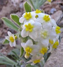 Image result for Kotschya ochreata