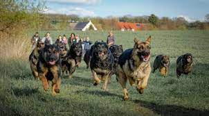 schaferhunde als meute beim rennen schaferhunde hunde familienhund