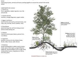 There is an unfortunate truth about nitrogen fixing plants that manypeople don't want to face. Designing A Fruit Tree Guild Lakeside Community Garden
