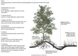 Make grandpa's your choice for fruit trees and useful information for your backyard orchard. Designing A Fruit Tree Guild Lakeside Community Garden