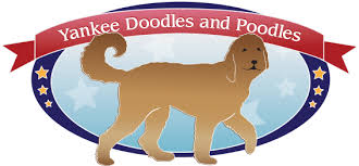 Check spelling or type a new query. Goldendoodle Puppies Standard Poodle Breeder In Pa Yankee Doodles And Poodles