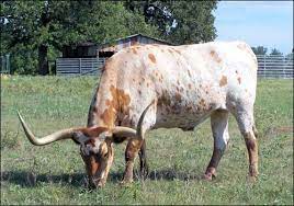 Longhorns Texas Parks Wildlife Department
