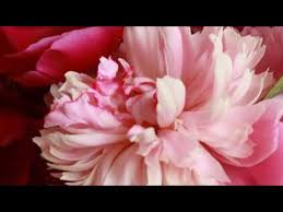 как приготовить настойку из цветков пиона в домашних условиях Eliksir Molodosti Gidrolat Piona Zhivaya Voda Tonik Dlya Lica Youtube