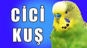 cicikus sesi muhabbet kusu konusturma egzersizi youtube
