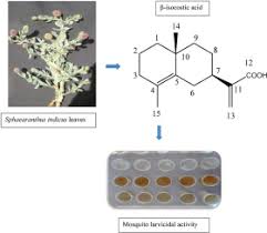 Image result for Sphaeranthus flexuosus