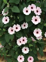 Image result for Thunbergia annua