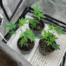 Check spelling or type a new query. O Cannabis How To Grow Your Own Weed Outside