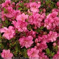 Rhododendron Obtusum Petticoat Azalia Japonska Petticoat Azalia Rhododendron Plants