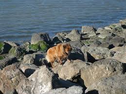 Feel like something a bit more mexican? This Is Point Isabel Dog Park Aka Doggie Heaven Dogmom S Dish