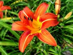 Its flower seeds contain tannins that are toxic as well as leaves that contain. Lilies The Flower That Is Very Toxic To Cats Vetwest Animal Hospitals