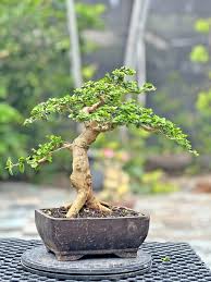 Image result for Premna hans-joachimii