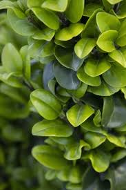 Image result for Lythrum rotundifolium