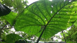 Some trees and vascular plants common to costa rica. Rainforest Plants And Leafs From Stock Footage Video 100 Royalty Free 24135880 Shutterstock