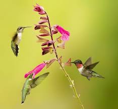 Hummingbird flowers have a good nectar count that is enjoyed by both bees and hummingbirds. Flowers Vs Feeders Hummers Buzz For Native Nectar Feederwatch