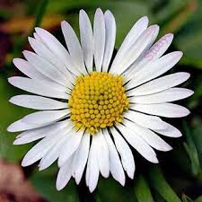 White flowers names in telugu. Best Of Daisy Flower Information In Marathi And Pics Bellis Perennis Types Of Flowers Wildflower Seeds
