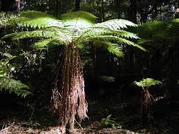 The tree fern that is most widely available and commonly grown is dicksonia antarctica, the australian tree fern. Tree Fern Care Guide Dicksonia And Cyathea Ferns Pyracantha Co Uk