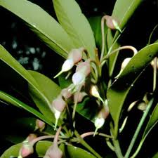 Image result for Sapotaceae