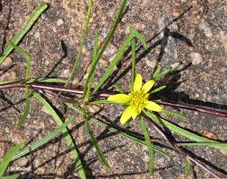 Image result for Geigeria burkei