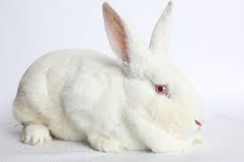 Many plans also offer general wellness coverage for routine care as an additional option, for. What Our Statistics Tell Us About The Easter Bunny Ottawa Humane Society
