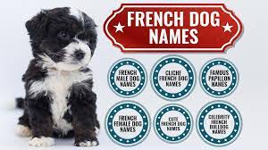 If you're obsessed with pop culture, not just any old name will do for your new dog or puppy. 125 Fantastic French Dog Names With Meanings Petmoo