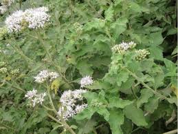 Image result for Vigna membranacea