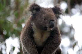 Koala Hospital Pt Macquarie Animals Beautiful Koala Animals