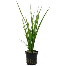 Image result for Cyperus rigidifolius