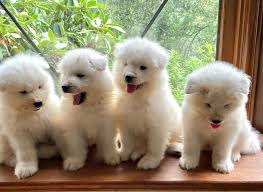 We did not find results for: The Nursery Click On Each Photo Arrow To See Additional Baby Photos Polar Mist Samoyeds