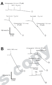 Beli akun ml anak smp 5 juta ! Climacostol Inhibits Complex I Linked Respiratory Chain In Smp A Download Scientific Diagram