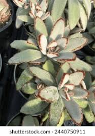 Image result for Panda oleosa