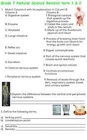 grade 7 revision term 1 2 exercise