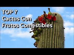 El cactus se ha convertido en uno de los alimentos por excelencia para las dietas sanas y equilibradas por la cantidad de vitaminas y fibra que contienen, adelgazar nunca yo solo consumo el nopal.los demás jamás he intentado ni probarlos.y los frutos del nopal que son muy buenos.se llaman tunos. 7 Cactus Con Frutos Comestibles Youtube