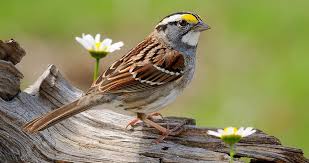 Small Bird With Yellow Stripe On Head From The Edge Of The Woods The White Throated Sparrow Calls Oh Peabody Peabody Peabody Get Creative Fun Id Backyard Birds Watching White Bird Sparrow
