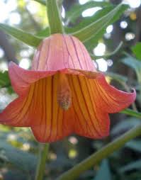 Image result for Canarina
