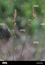 Image result for Elytrophorus globularis