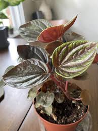 We did not find results for: Peperomia Rugosa Peperomia Plant Peperomia Plants