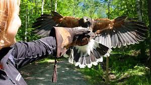 /ˈfɒl.kən.ə(ɹ)/, /ˈfɔːk.nə(ɹ)/, and similar variations. Apprentice Falconer Tremblant