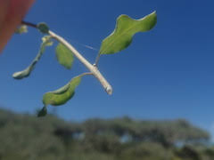 Image result for Secamone delagoensis