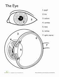 Select from 35919 printable crafts of cartoons, nature, animals, bible and many more. 16 Human Eye Diagram Ideas Eye Anatomy Human Eye Human Eye Diagram