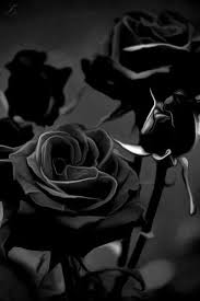 Aesthetic Black And White Rose Wallpaper Dark Gothic Roses Black Rose Black And White Roses Black Flowers